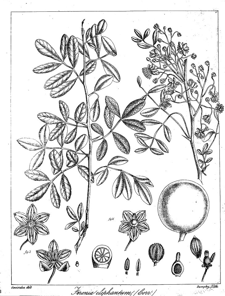 Feronia elephantum Govindoo