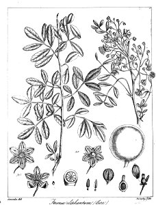 Feronia elephantum Govindoo