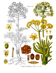 Ferula assa-foetida - Köhler–s Medizinal-Pflanzen-061
