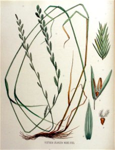 Festuca loliacea — Flora Batava — Volume v16