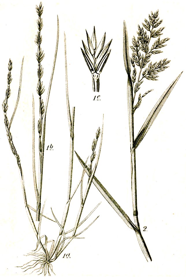 Festuca spp Sturm40