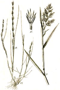 Festuca spp Sturm40