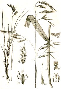 Festuca spp Sturm44
