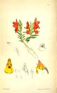 Fernandezia maculata (as Nasonia punctata) - Curtis' 94 (Ser. 3 no. 24) pl. 5718 (1868)