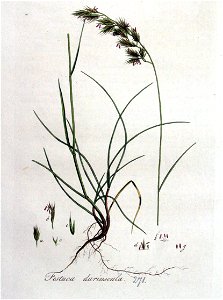 Festuca duriuscula — Flora Batava — Volume v4
