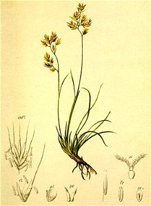 Festuca pumila Atlas Alpenflora. Free illustration for personal and commercial use.