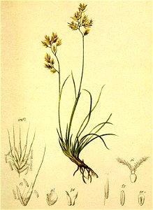 Festuca pumila Atlas Alpenflora