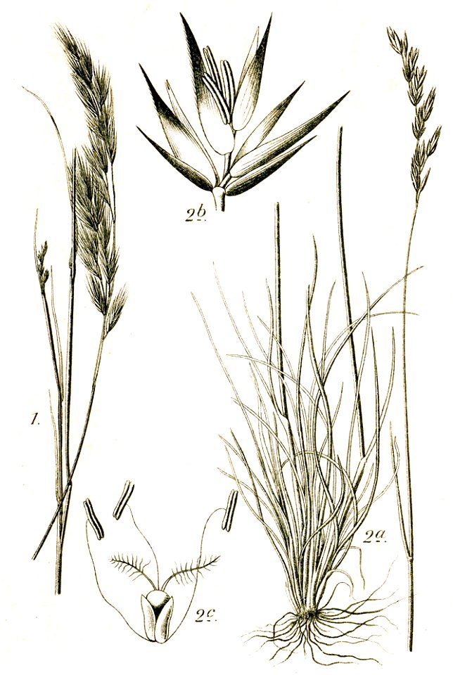 Festuca spp Sturm42