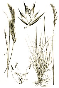Festuca spp Sturm42