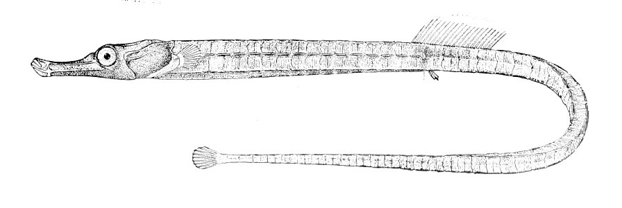 Festucalex erythraeus