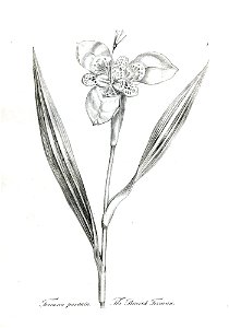 Ferraria pavonia. (BM 1899,0713.208.3)