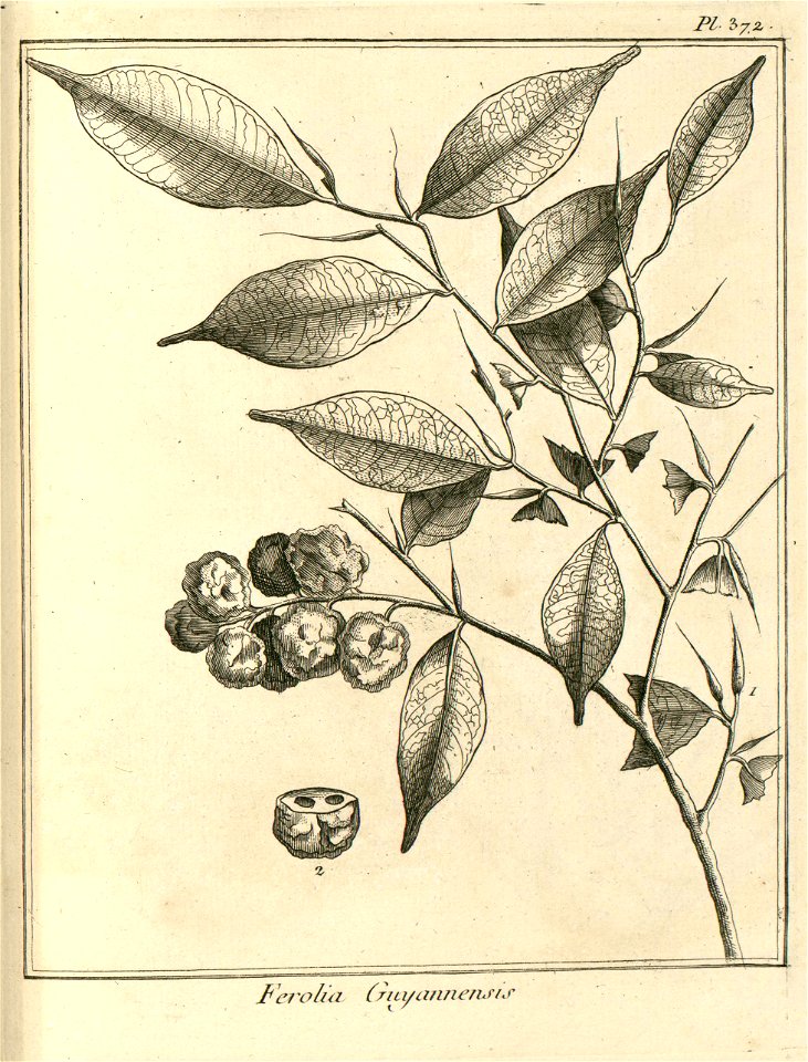 Ferolia guianensis Aublet 1775 pl 372
