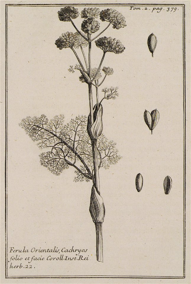 Ferula Orientalis, Cachryos folio et facie Coroll Inst Rei herb 22 - Tournefort Joseph Pitton De - 1717