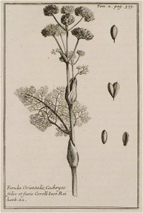 Ferula Orientalis, Cachryos folio et facie Coroll Inst Rei herb 22 - Tournefort Joseph Pitton De - 1717