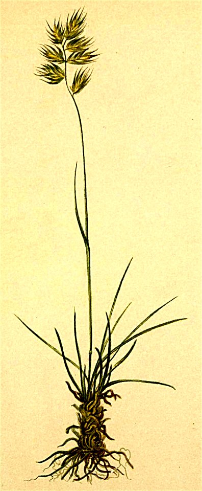 Festuca gaudini Atlas Alpenflora