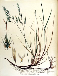 Festuca rubra — Flora Batava — Volume v15