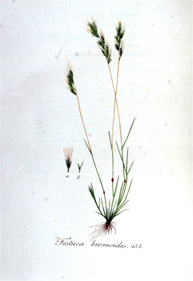 Festuca bromoides — Flora Batava — Volume v6
