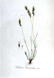 Festuca bromoides — Flora Batava — Volume v6