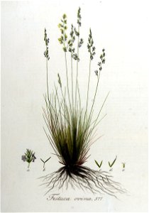 Festuca ovina — Flora Batava — Volume v8