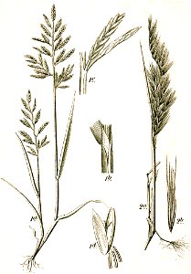 Festuca spp Sturm41