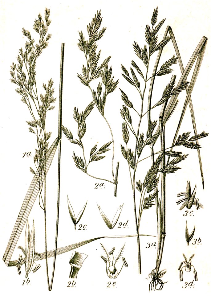 Festuca spp Sturm45