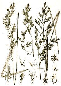 Festuca spp Sturm45