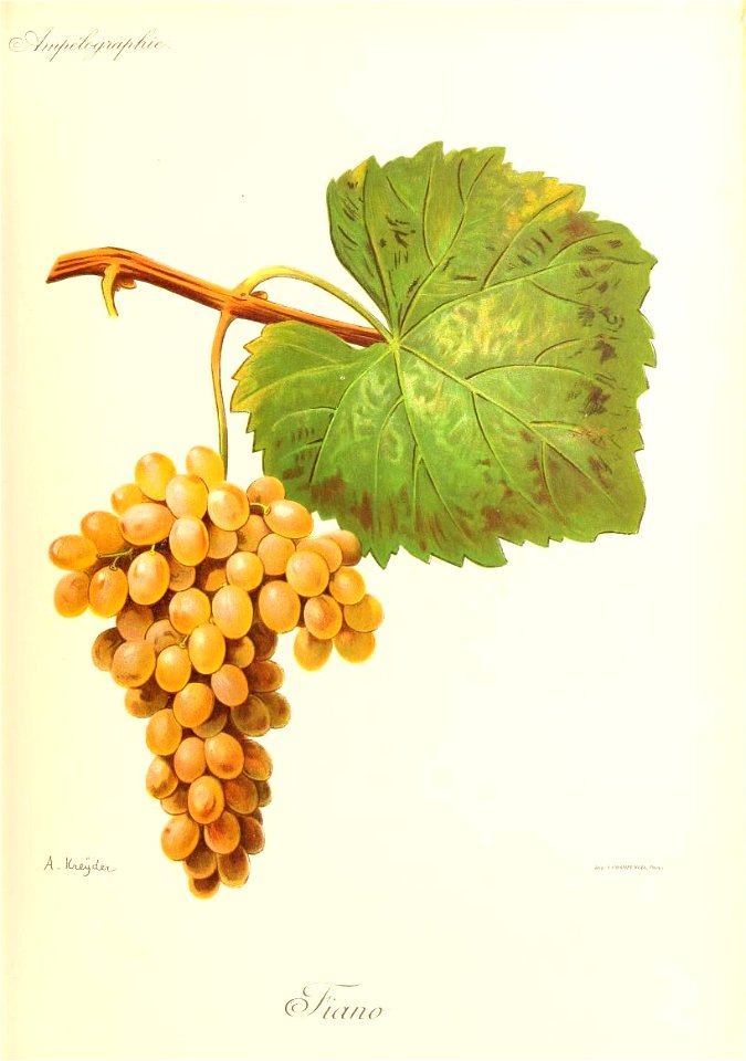 Fiano