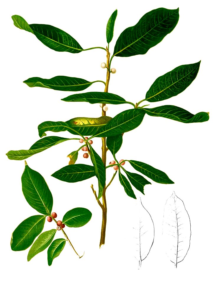 Ficus microcarpa Blanco2.382-cropped