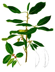 Ficus microcarpa Blanco2.382-cropped
