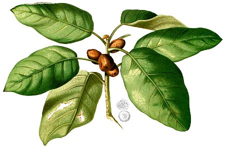 Ficus pumila Blanco1.203-cropped