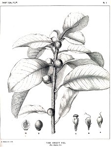 Ficus rubiginosa00