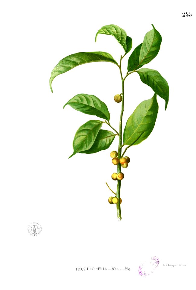 Ficus heteropleura Blanco2.255