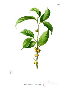 Ficus heteropleura Blanco2.255
