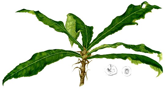 Ficus pseudopalma Blanco2.356-cropped