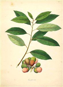Ficus racemosa illustration