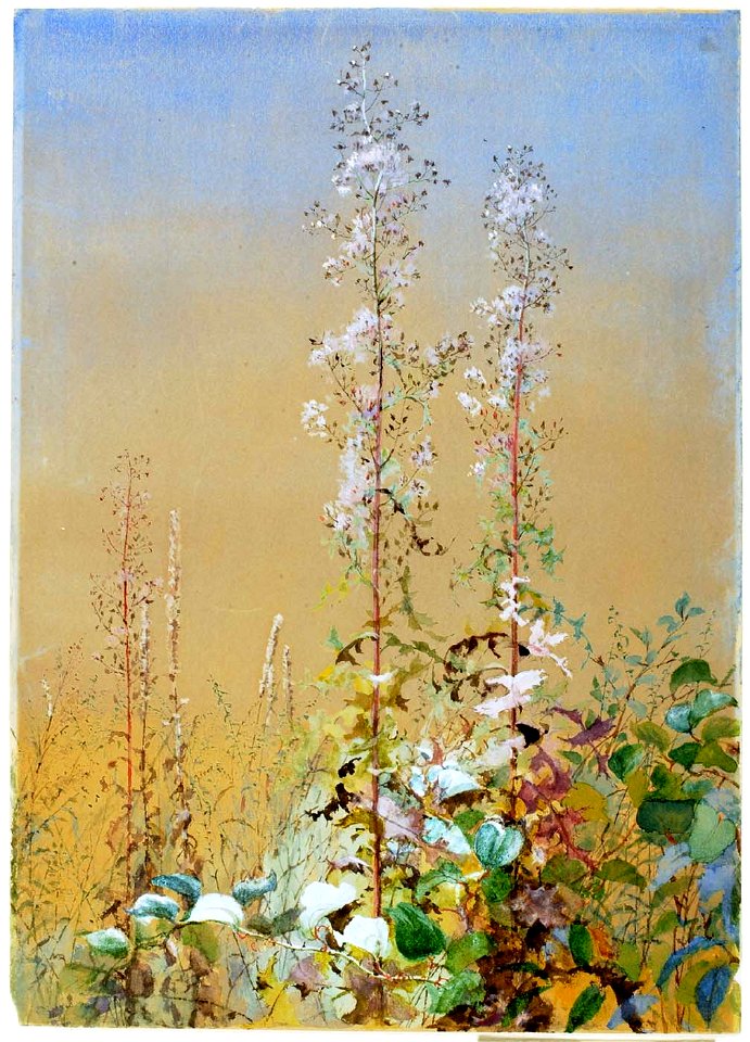 Fidelia Bridges - Untitled - 1967.7.5 - Smithsonian American Art Museum