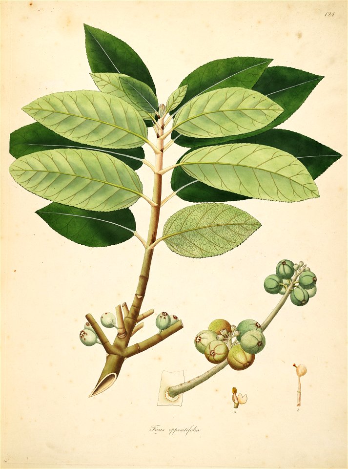 Ficus hispida Roxburgh 1798 2-124