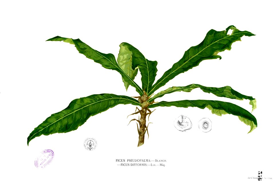 Ficus pseudopalma Blanco2.356