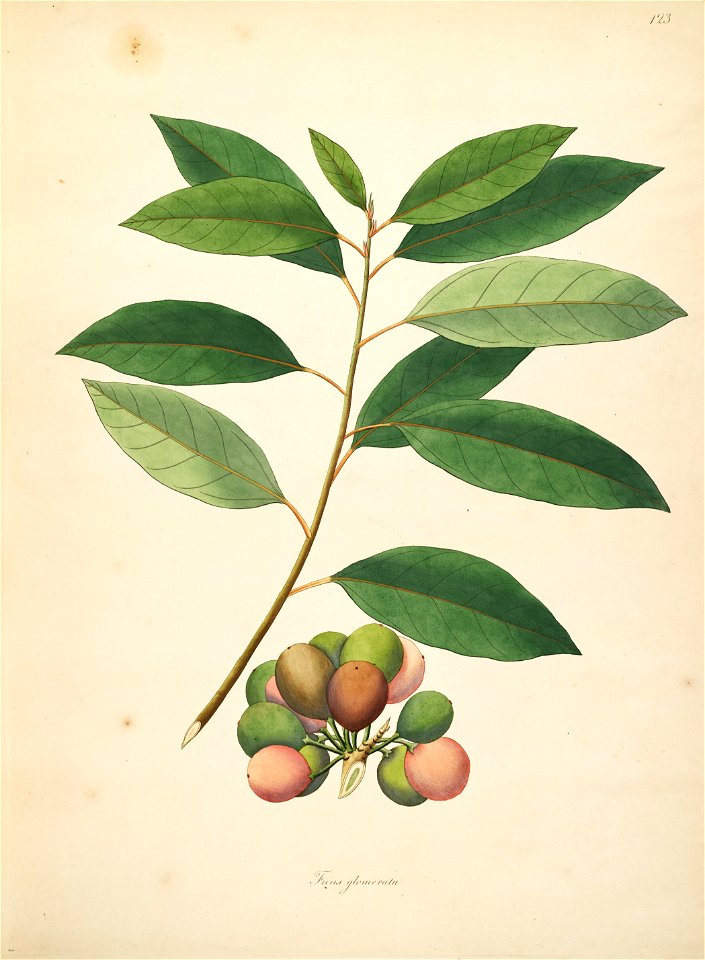 Ficus racemosa Roxburgh 1798 2-123