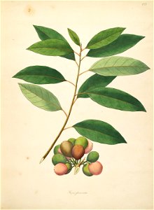 Ficus racemosa Roxburgh 1798 2-123