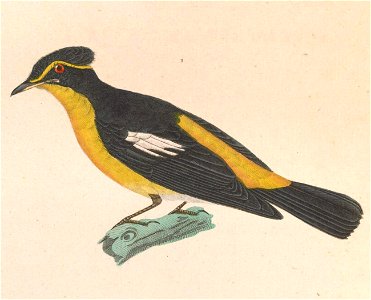 Ficedula narcissina 1838