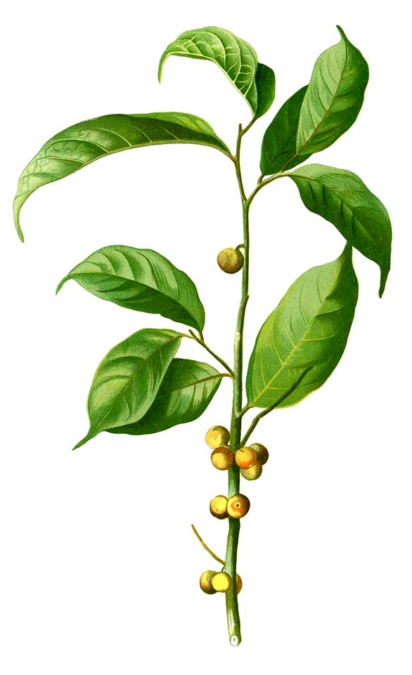 Ficus heteropleura Blanco2.255-cropped