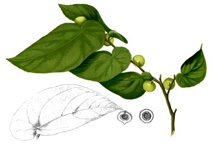 Ficus sp Blanco2.358-cropped