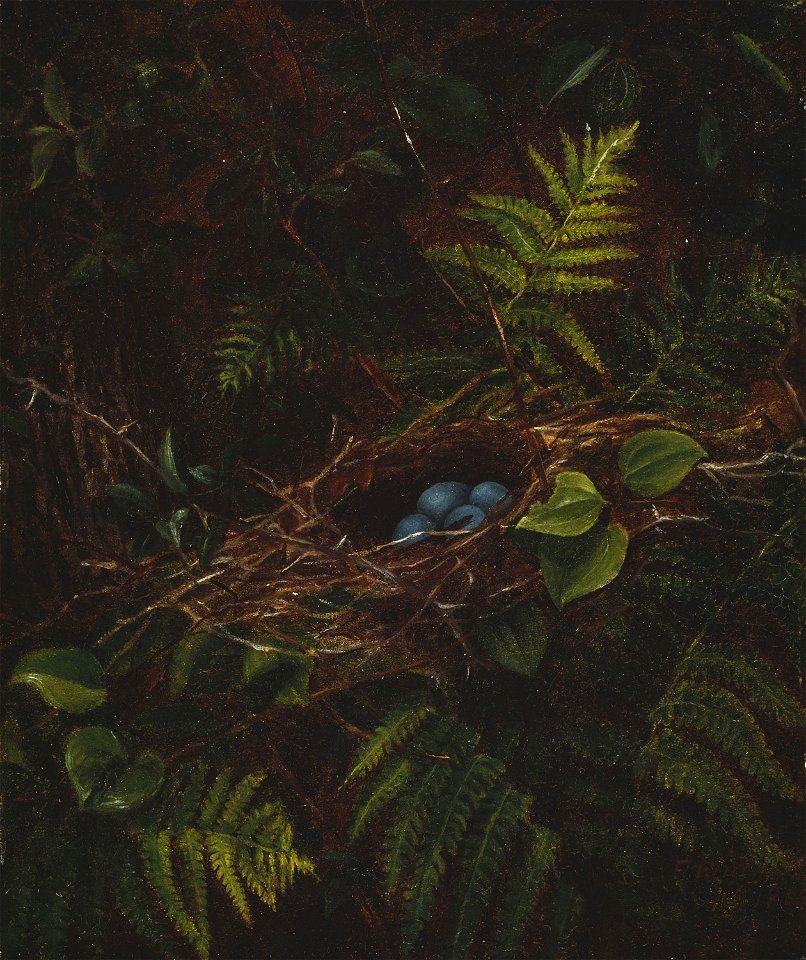 Fidelia Bridges - Bird's Nest and Ferns - 1987.169 - Art Institute of Chicago
