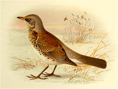 Fieldfare Grönvold