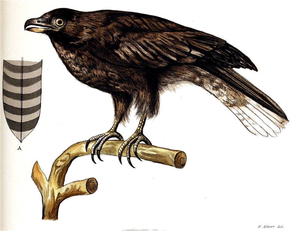 Figuras i descripciones de aves chilenaspg 141