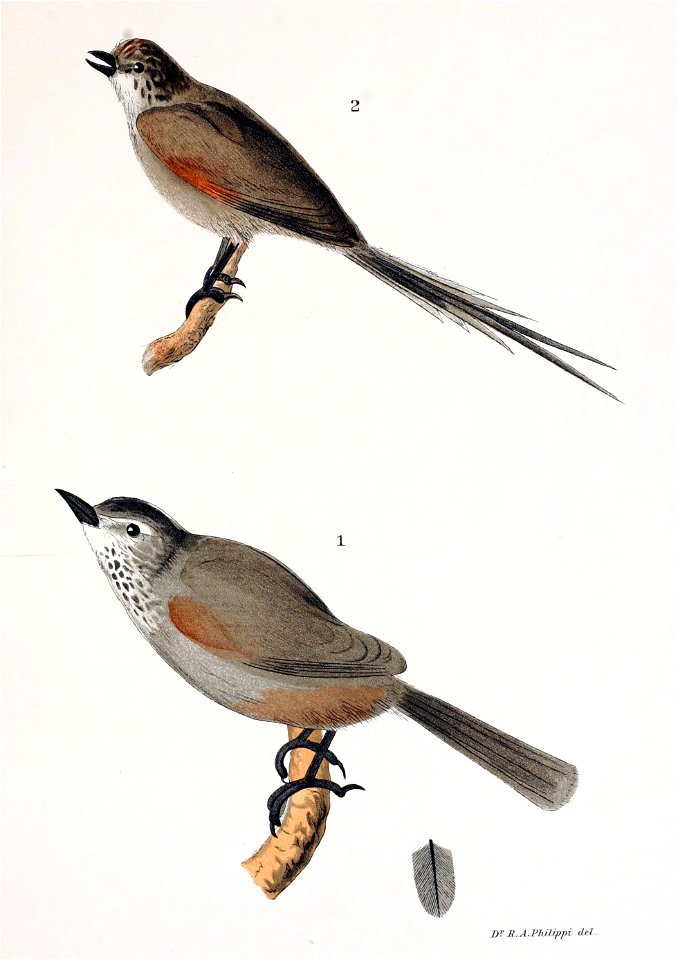 Figuras i descripciones de aves chilenaspg 167