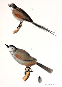Figuras i descripciones de aves chilenaspg 167