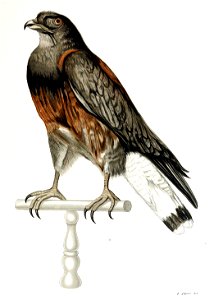 Figuras i descripciones de aves chilenaspg 135