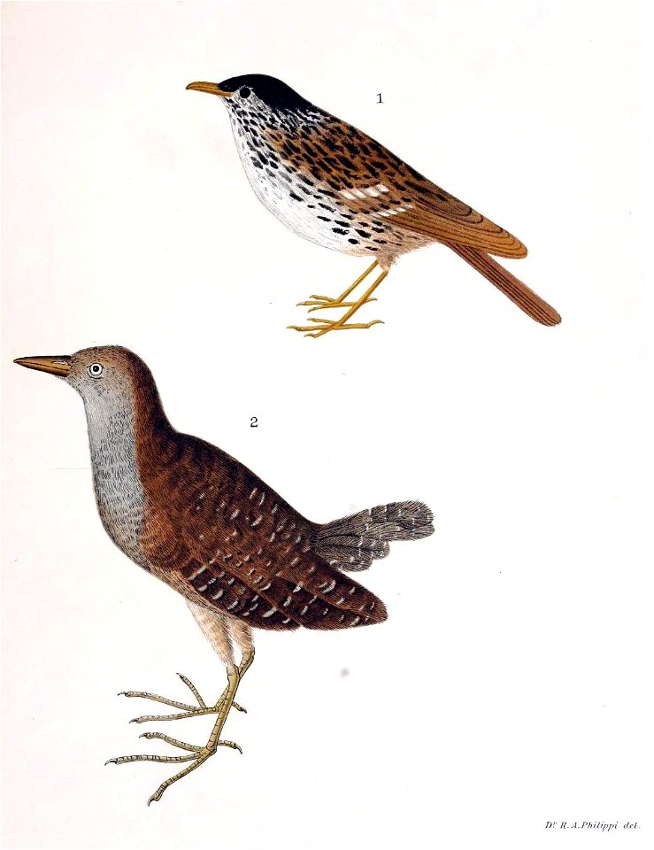 Figuras i descripciones de aves chilenaspg 177